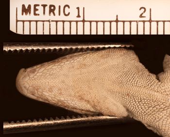 Media type: image;   Herpetology R-38181